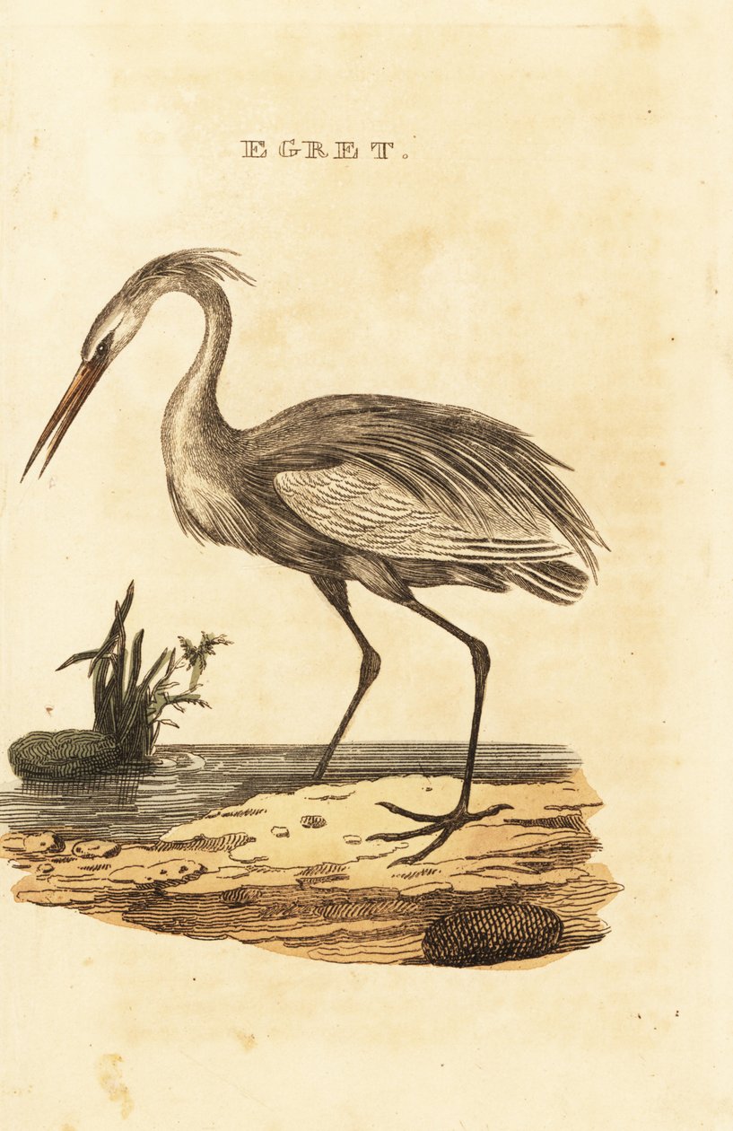 Volavka velká, Ardea alba od British School