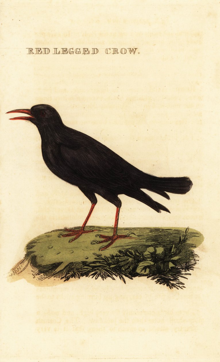 Kavlík červenozobý, Pyrrhocorax pyrrhocorax od British School