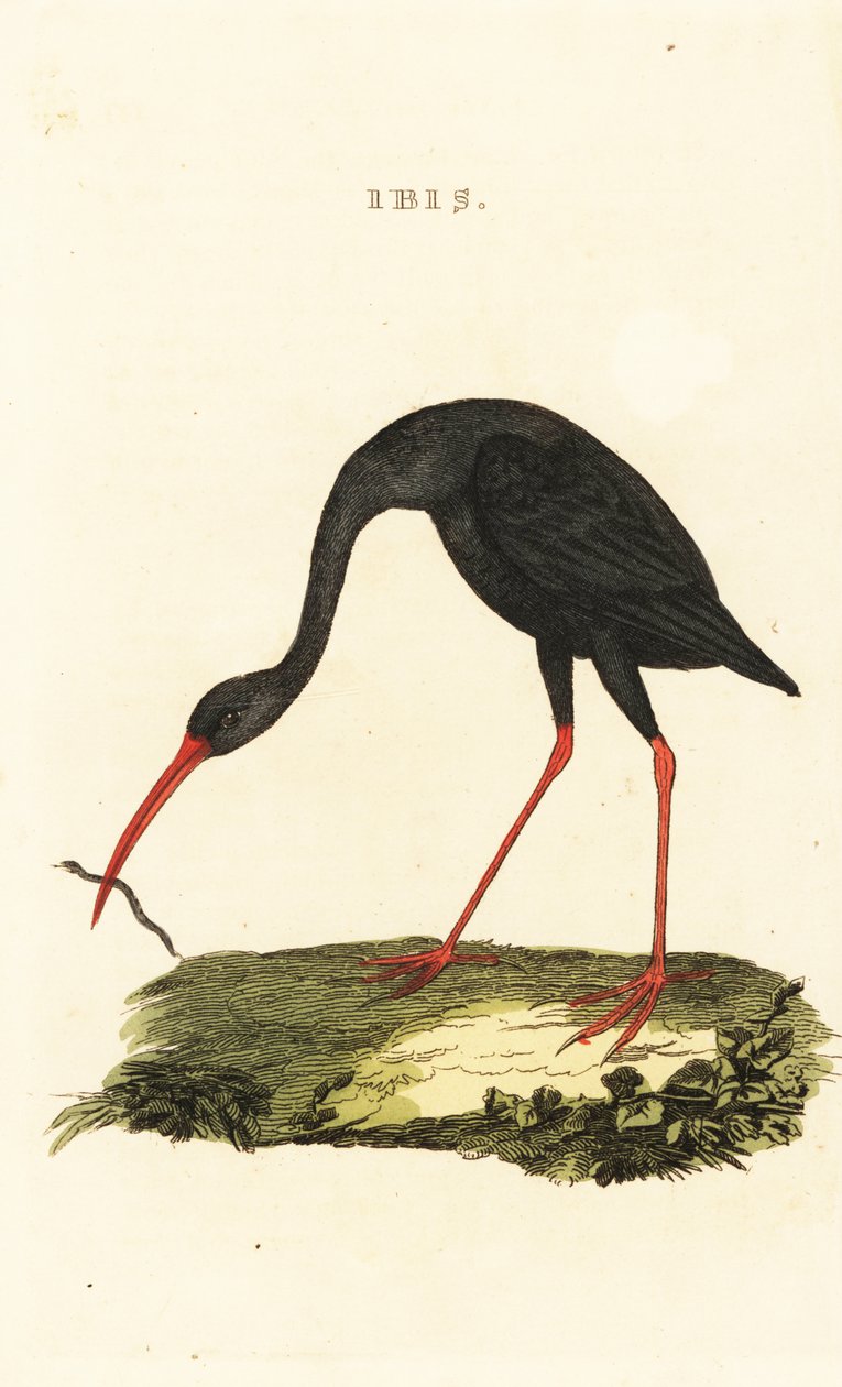 Ibis ostroocasý, Cercibis oxycerca od British School