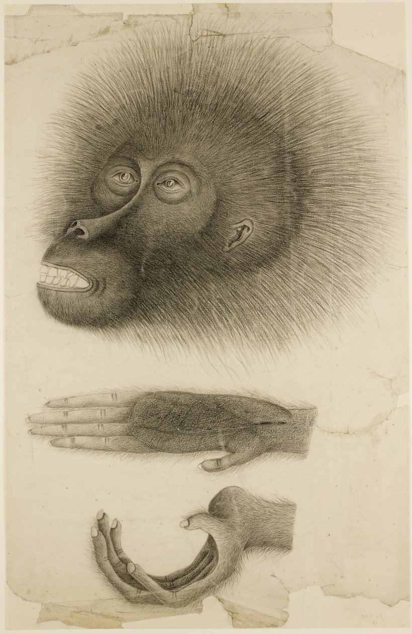 Hlava a ruce orangutana, kolem 1818-30 (tužka a akvarel na papíře) od British School