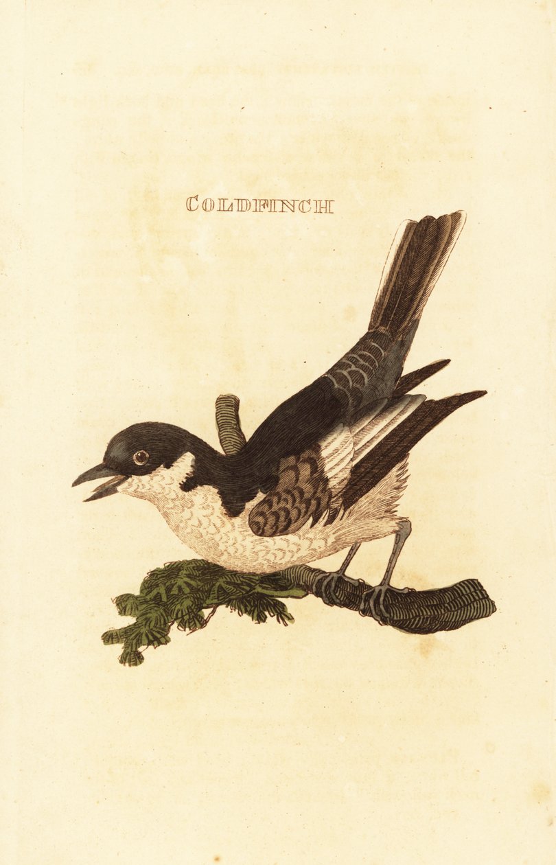 Konipas bílý, Motacilla alba od British School
