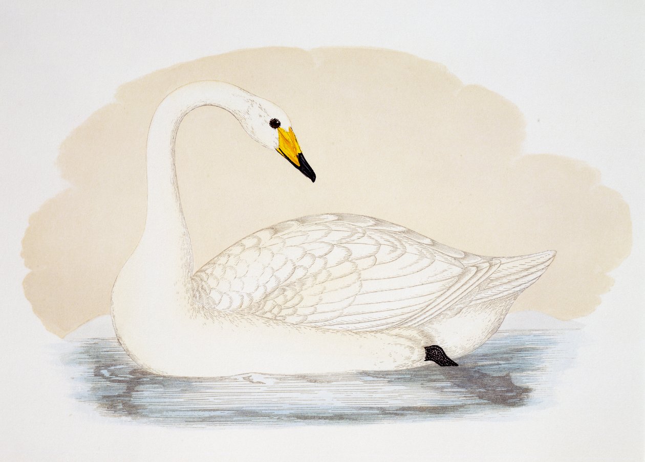 Wild Swan (Cygnus cygnus), rytina, Velká Británie od British School
