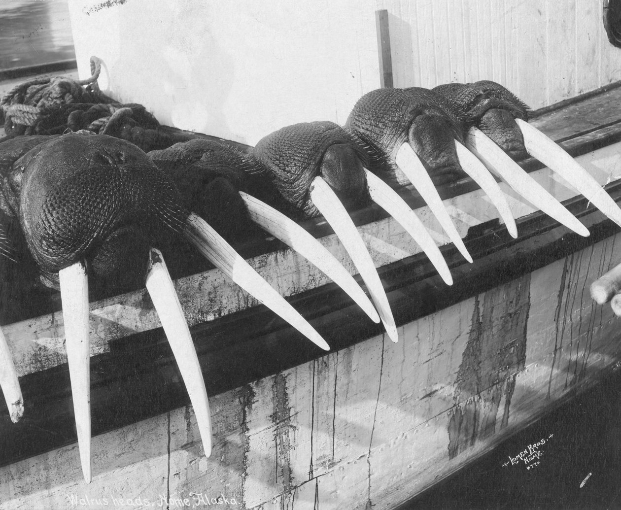 Mroží kly, Nome, Aljaška, asi 1931 (foto) od Brothers Lomen
