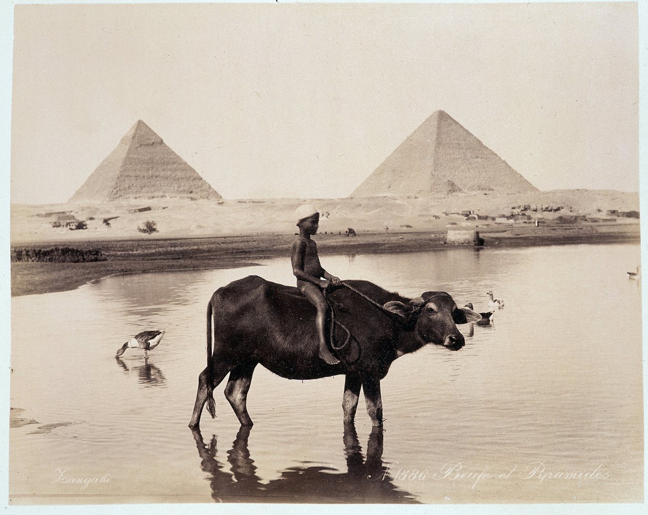 Dítě a vůl ve vodní mase na úpatí pyramid Chephren (Khephren) a Kheops (Cheops, Keops, Khoufu, Khufu) a Guizeh (Guiseh, Gíza, Gíza) - fotografie Freres Zangali, konec 19. století od Brothers Zangaki