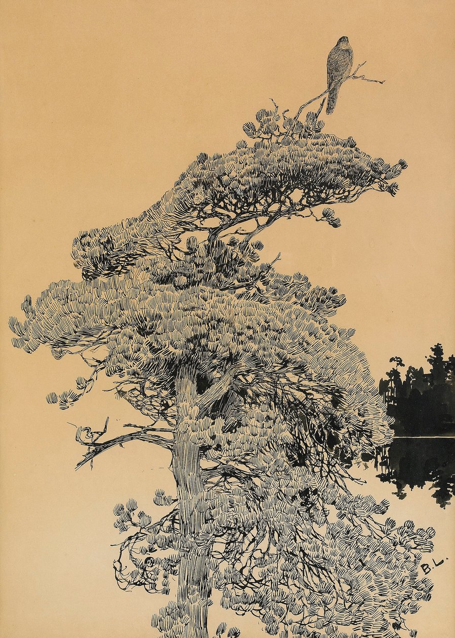 Peregrine Falcon in treetopnSvenska: Pilgrimsfalk i tradtoppn od Bruno Andreas Liljefors