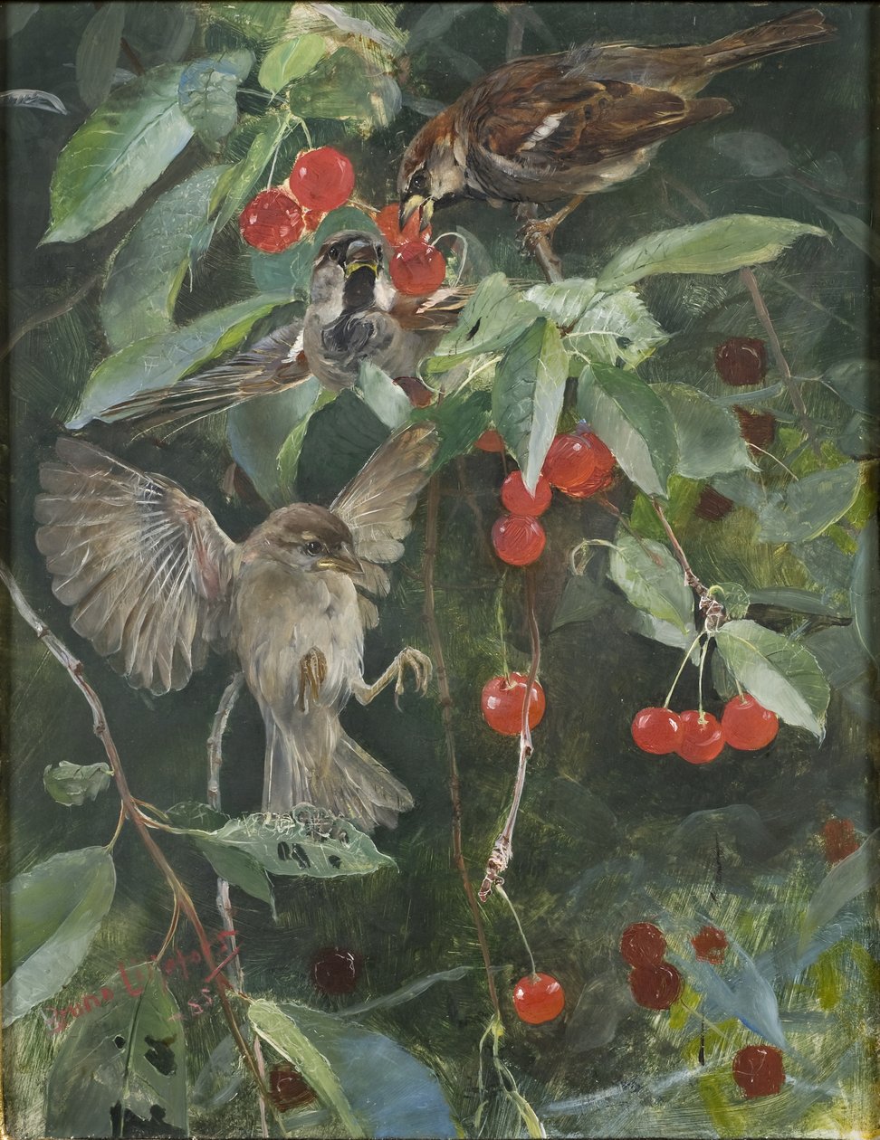 Vrabci v třešni, 1885 od Bruno Andreas Liljefors