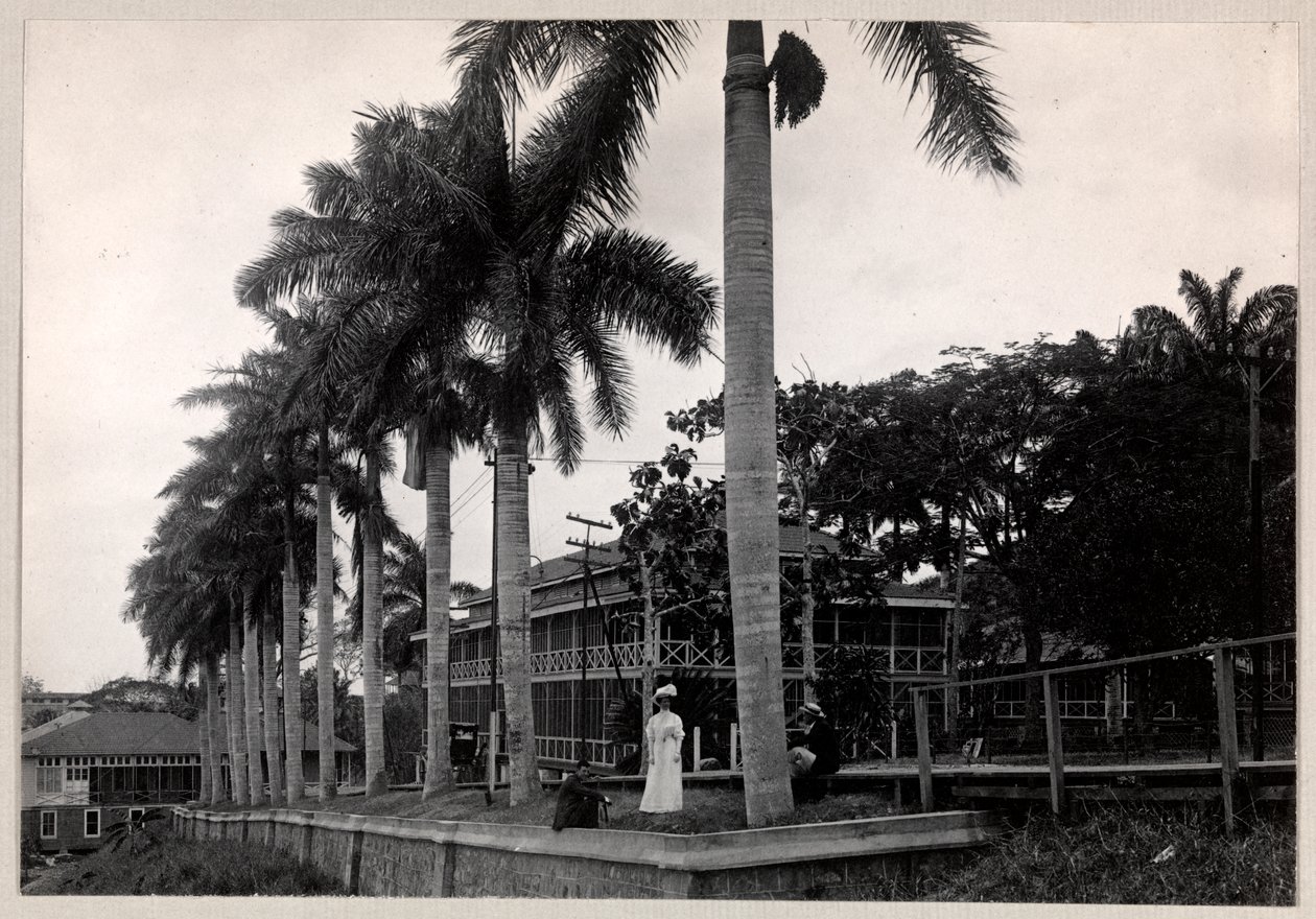 Skupina dvou mužů a ženy pod palmou při stavbě Panamského průplavu, 1912 nebo 1913 (stříbrný želatinový tisk) od Byron Company