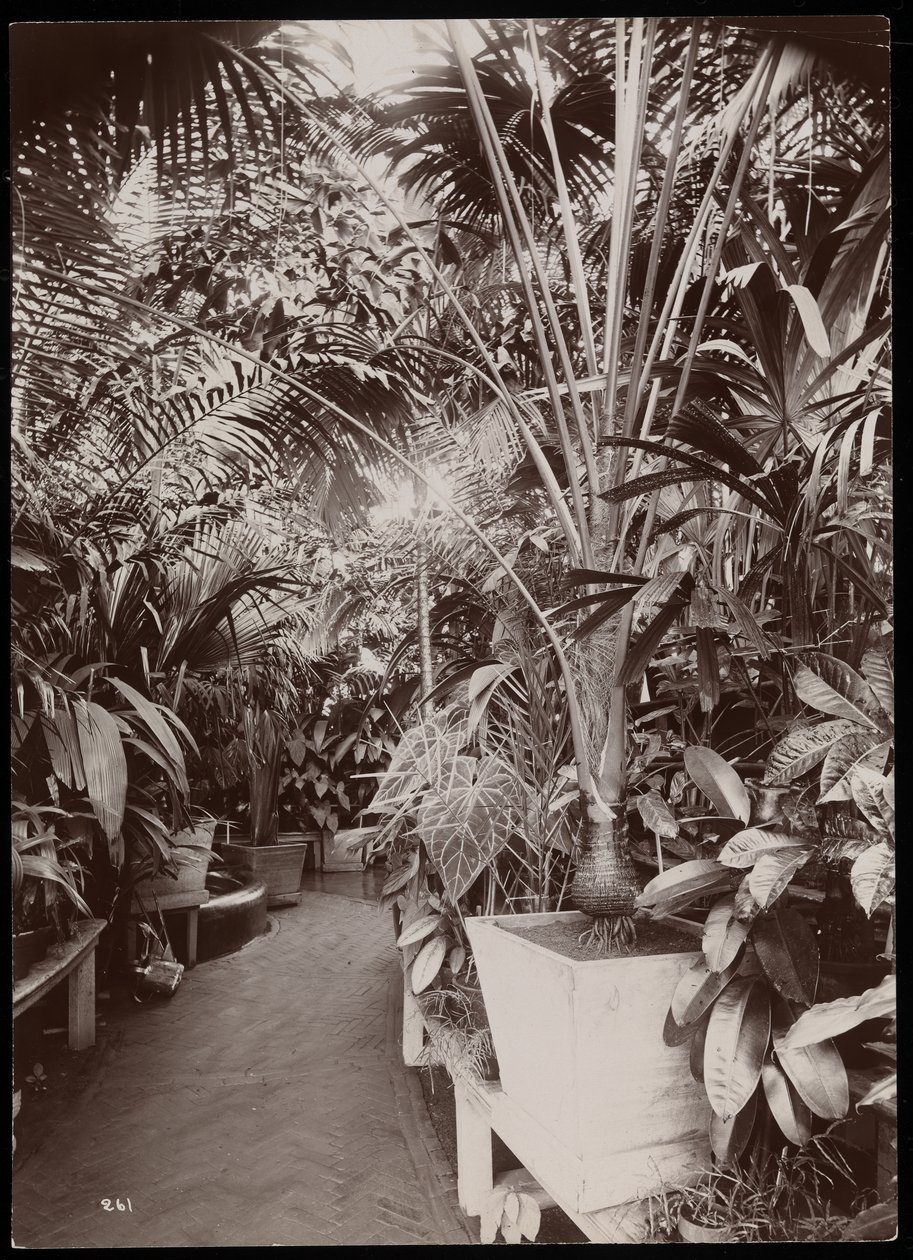 Rostliny ve skleníku v panství Helen Gould (pozdní rezidence Jay Gould) v Tarrytown, New York, 1894 (stříbrný želatinový tisk) od Byron Company