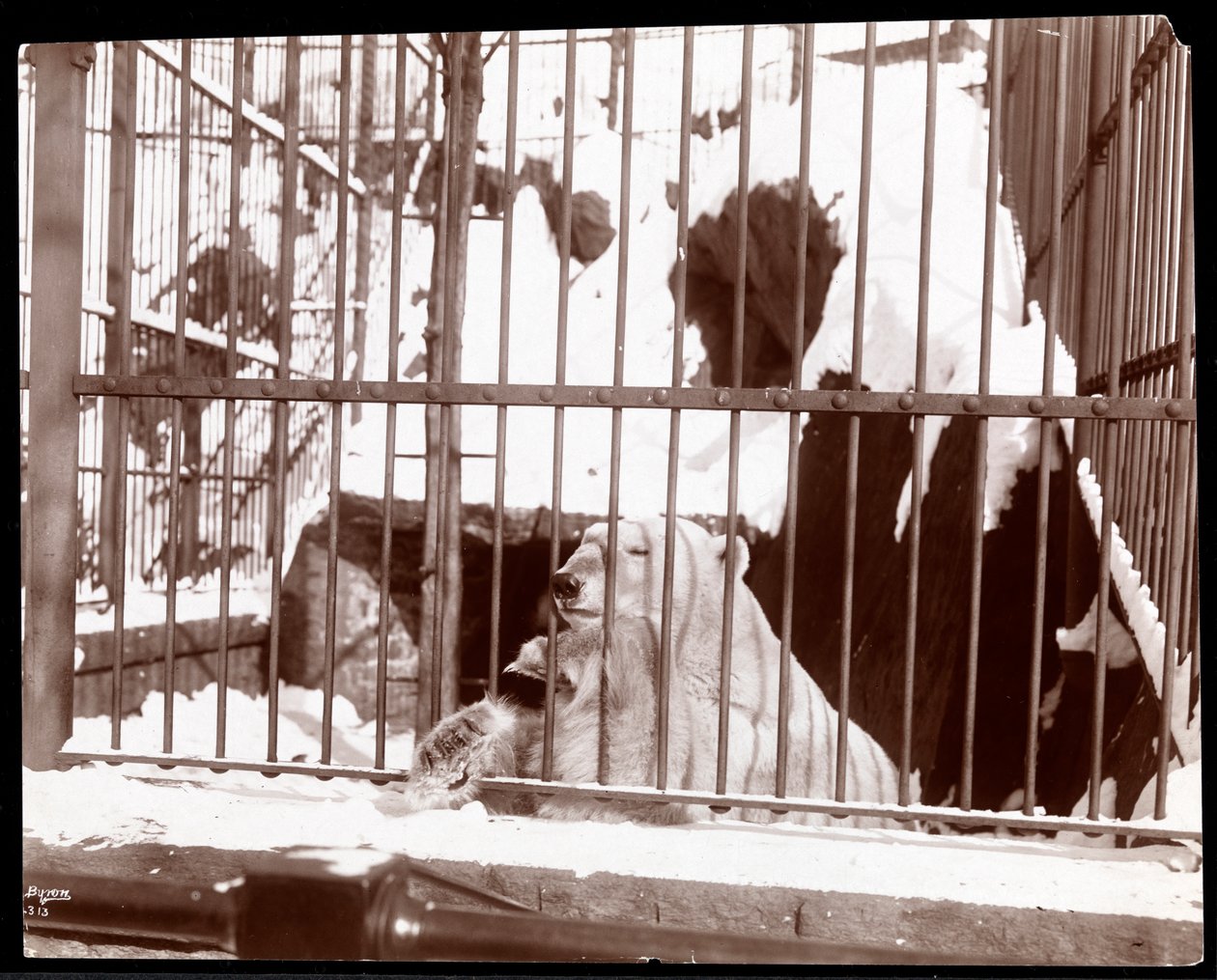 Pohled na ledního medvěda v kleci v Central Park Zoo, New York, 1898 (stříbrný želatinový tisk) od Byron Company