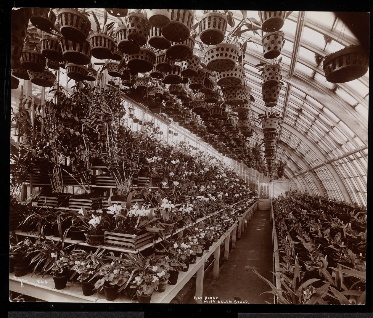 Orchideje ve skleníku v panství Helen Gould (pozdní rezidence Jay Gould) v Tarrytown, New York, 1894 (stříbrný želatinový tisk) od Byron Company