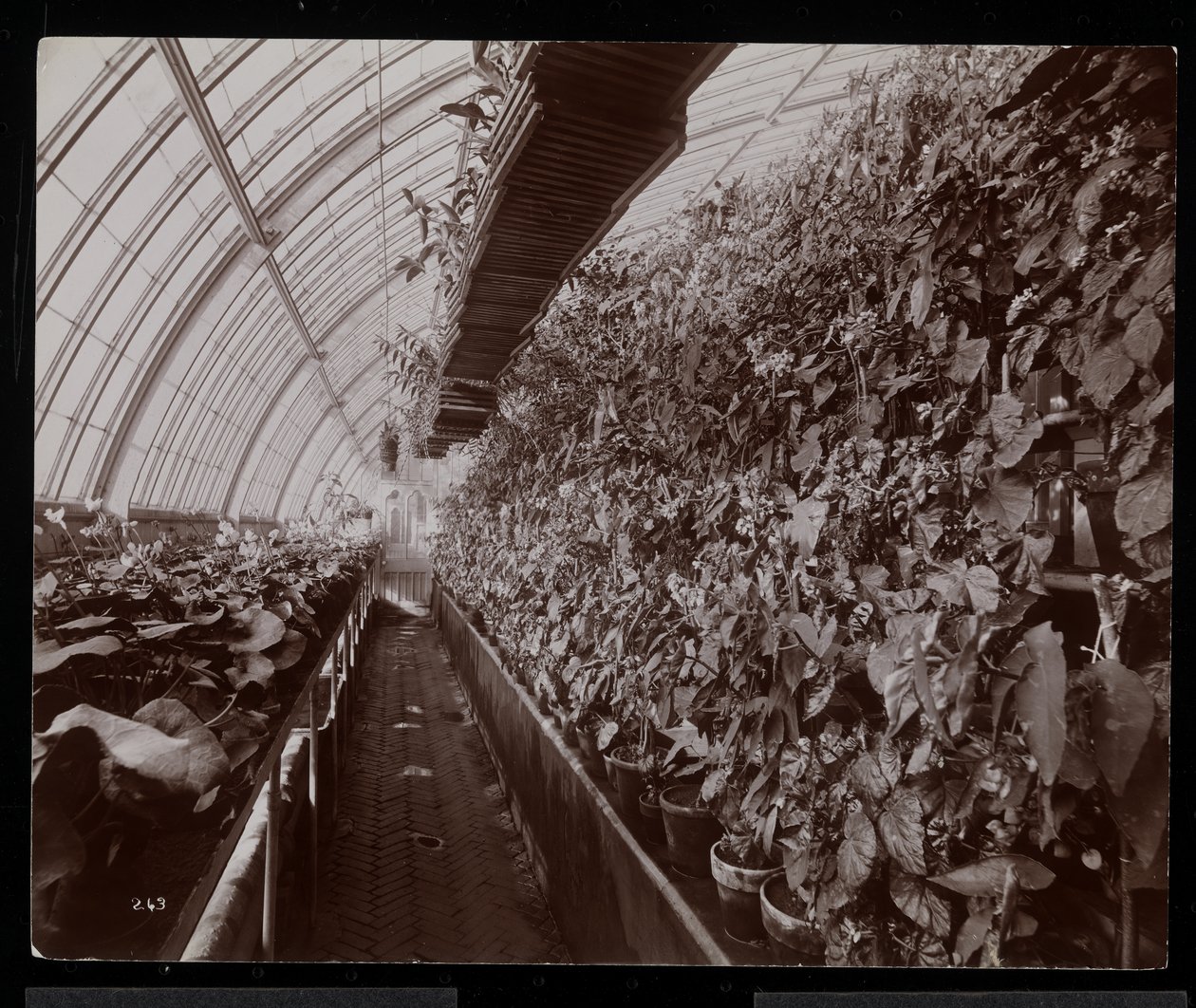 Orchideje ve skleníku v panství Helen Gould (pozdní rezidence Jay Gould) v Tarrytown, New York, 1894 (stříbrný želatinový tisk) od Byron Company