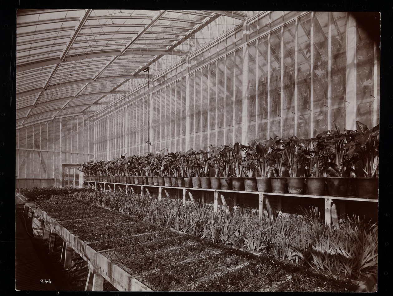 Rostliny ve skleníku v panství Helen Gould (pozdní rezidence Jay Gould) v Tarrytown, New York, 1894 (stříbrný želatinový tisk) od Byron Company