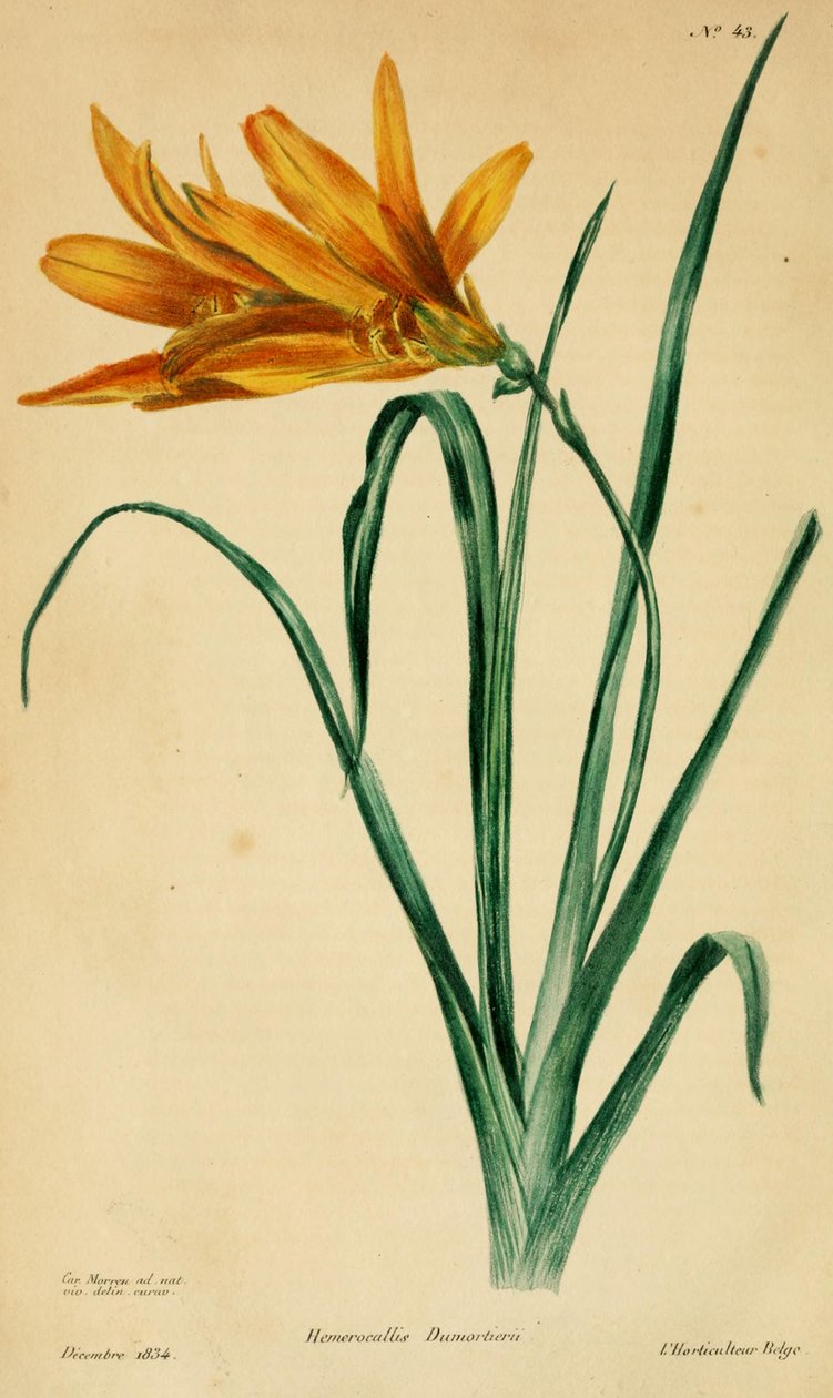 Hemerocallis dumortieri od C. Morren