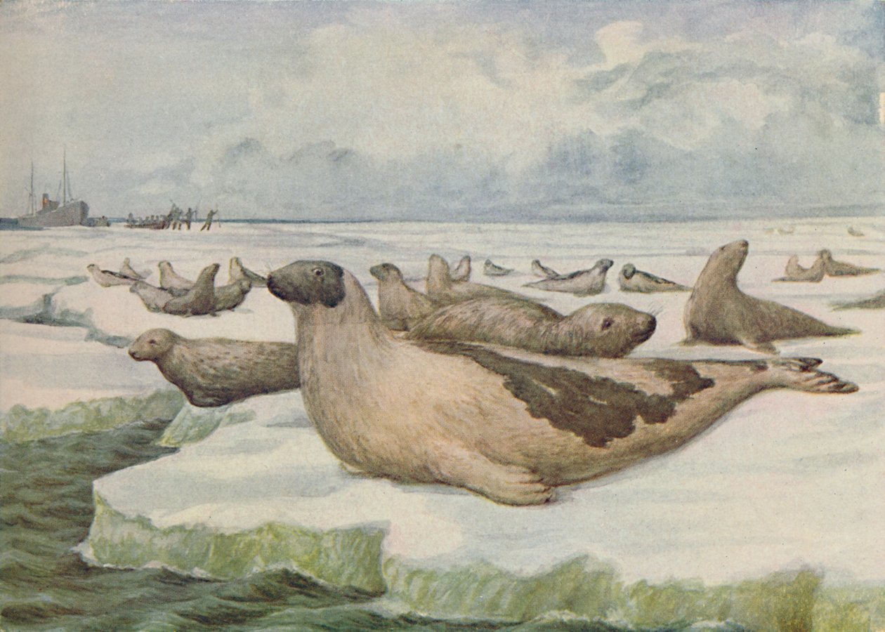 „Lov tuleňů, Newfoundland“, 1916 od C.G Lowther