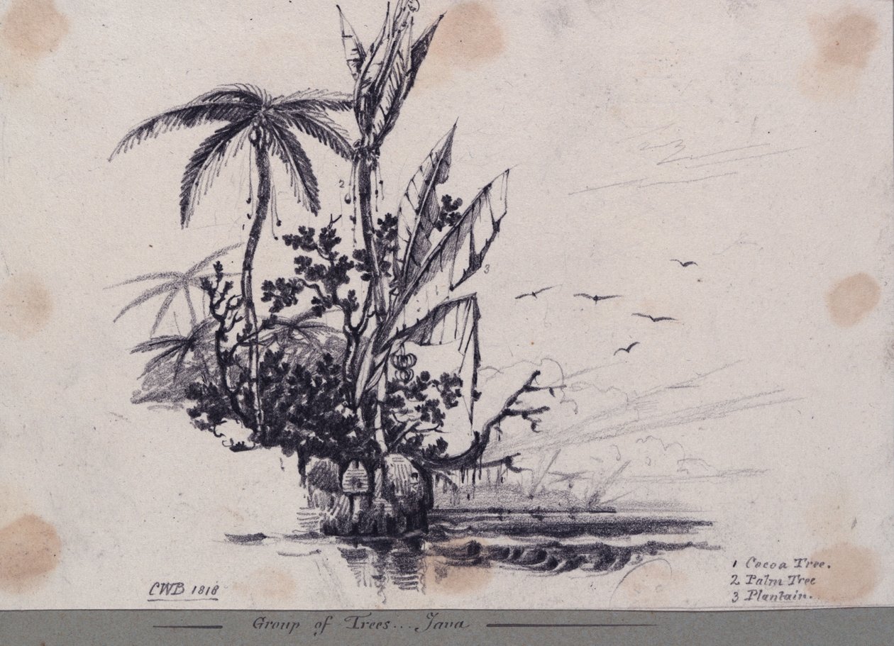 Skupina stromů.... Java. 1. Kakaovník, 2. Palma, 3. Plantain od C.W. Browne