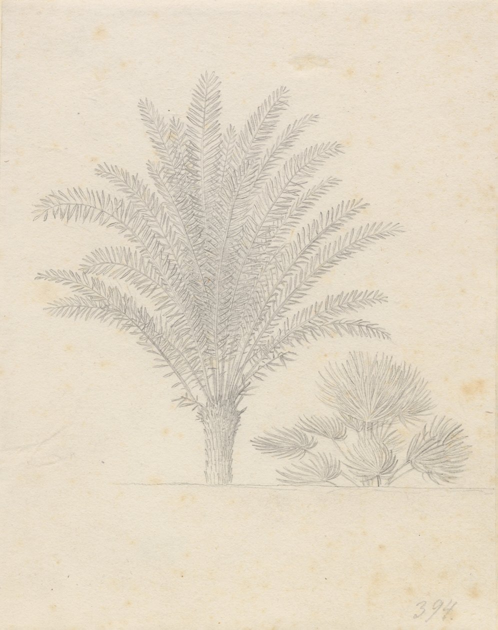 Skupina palmy a listů od Christoffer Wilhelm Eckersberg