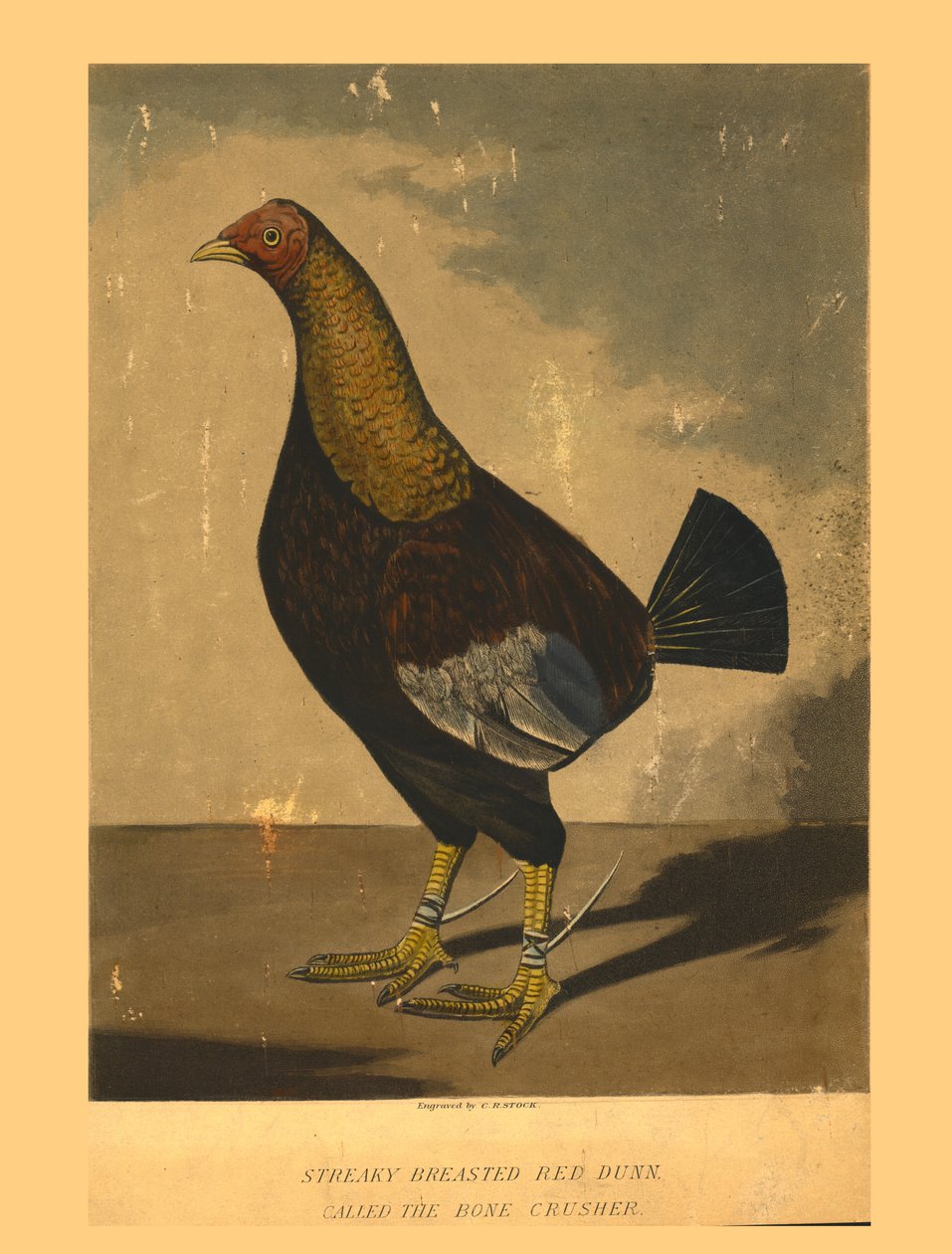 "Straky Breasted Red Dunn." Zvaný Drtič kostí