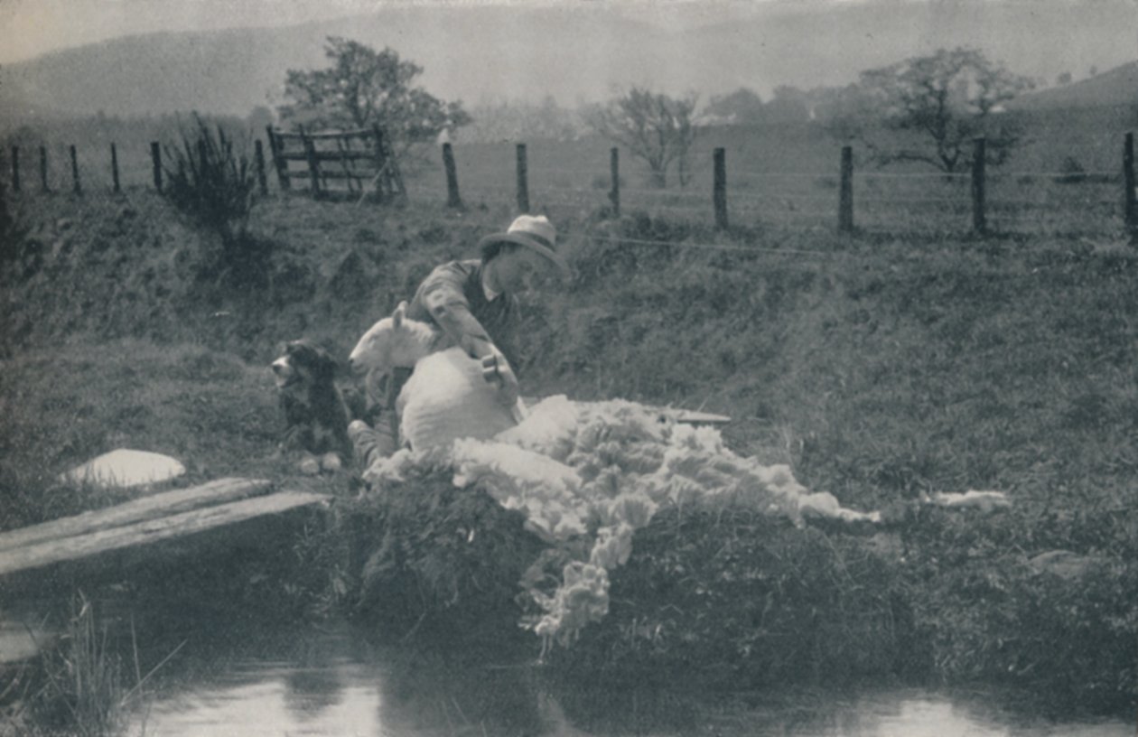Stříhání ovcí, 1910 od C. Reid