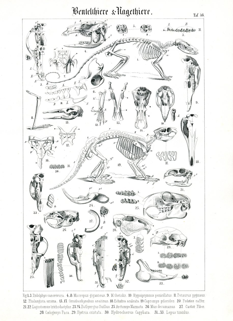 Anatomická ilustrace vačnatců a hlodavců od C. Roth