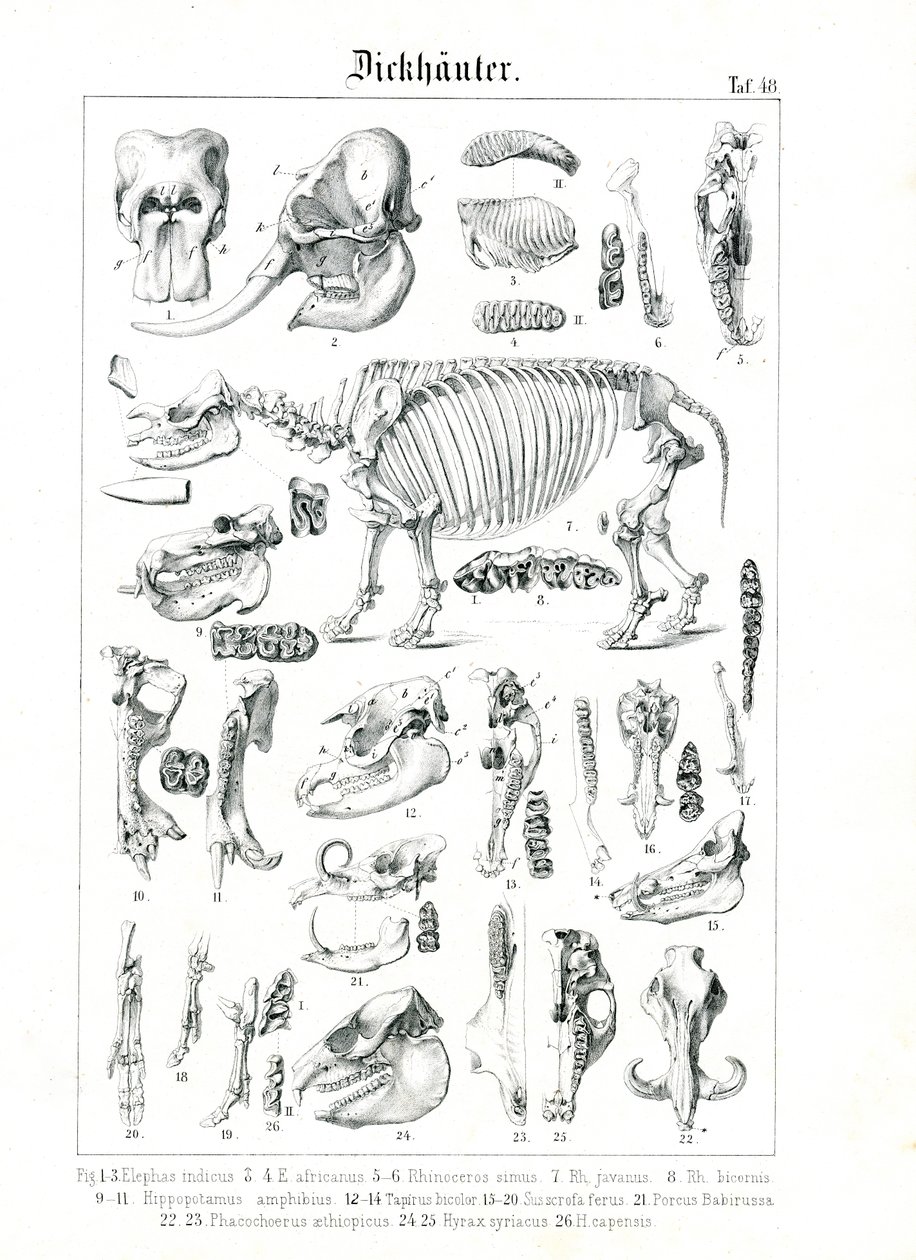 Anatomická ilustrace pachydermů od C. Roth