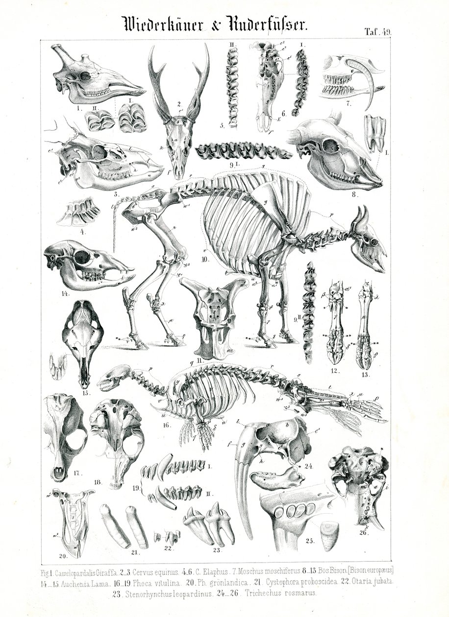 Anatomická ilustrace přežvýkavců a ploutvonožců od C. Roth