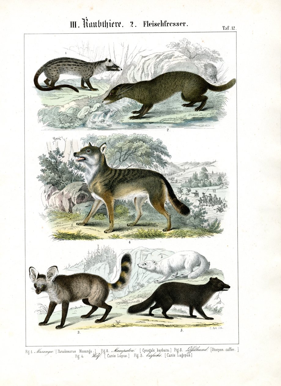 Masožravci z čeledi psovitých a mustelidů od C. Roth