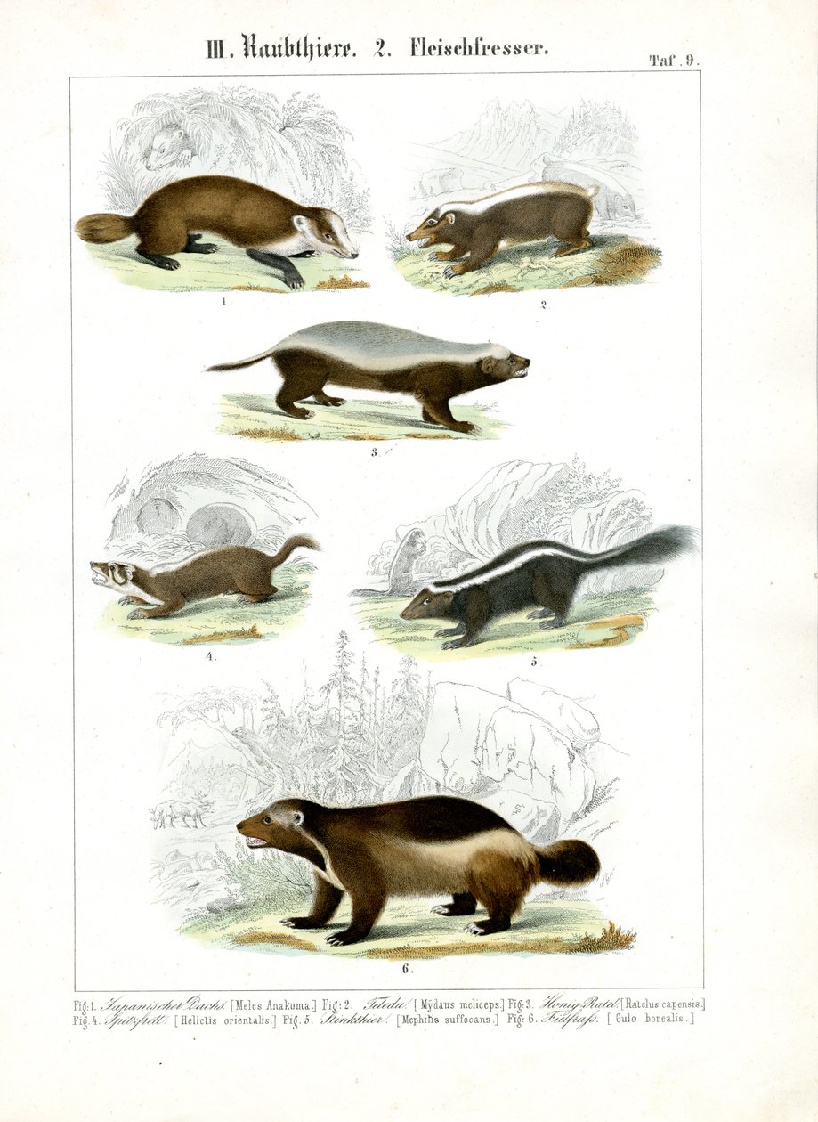 Masožravci z čeledi mustelidovitých od C. Roth