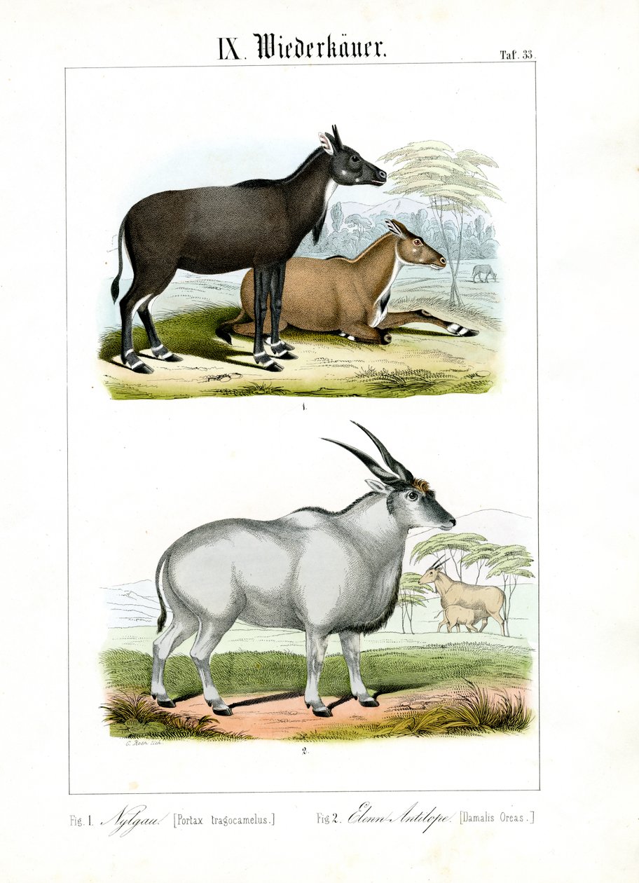 Antilopa nilgai a antilopa elandská od C. Roth