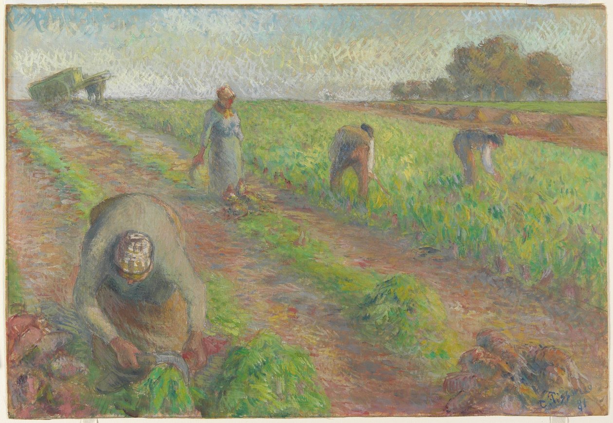 The Beet Harvest, 1881 (kvaš nad grafitem na plátně) od Camille Jacob Pissarro