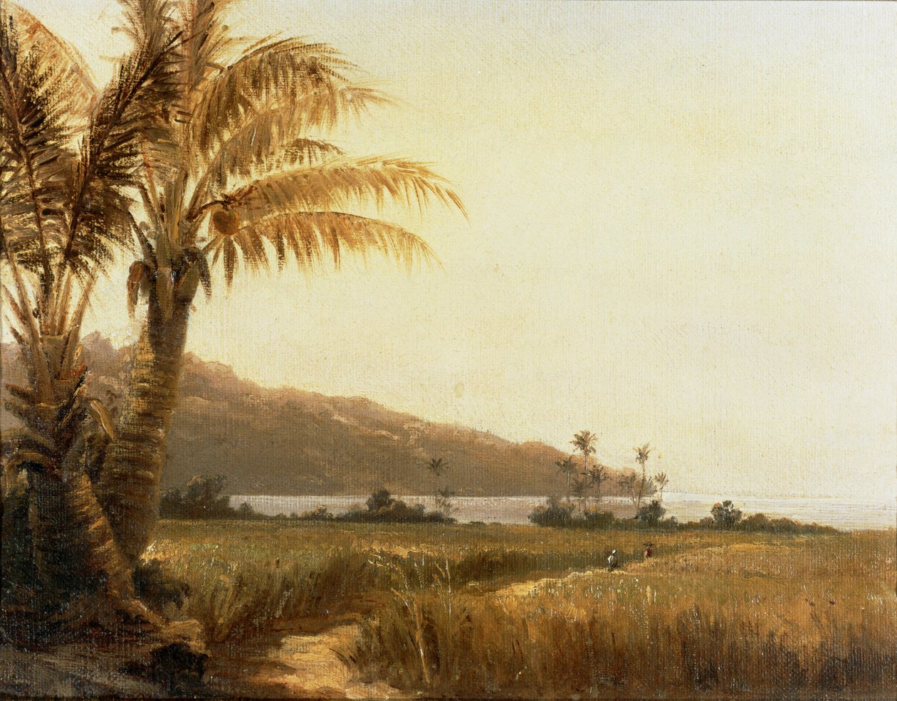 Kokosové palmy u moře, Svatý Tomáš, Antily... (malba na plátně) od Camille Pissarro