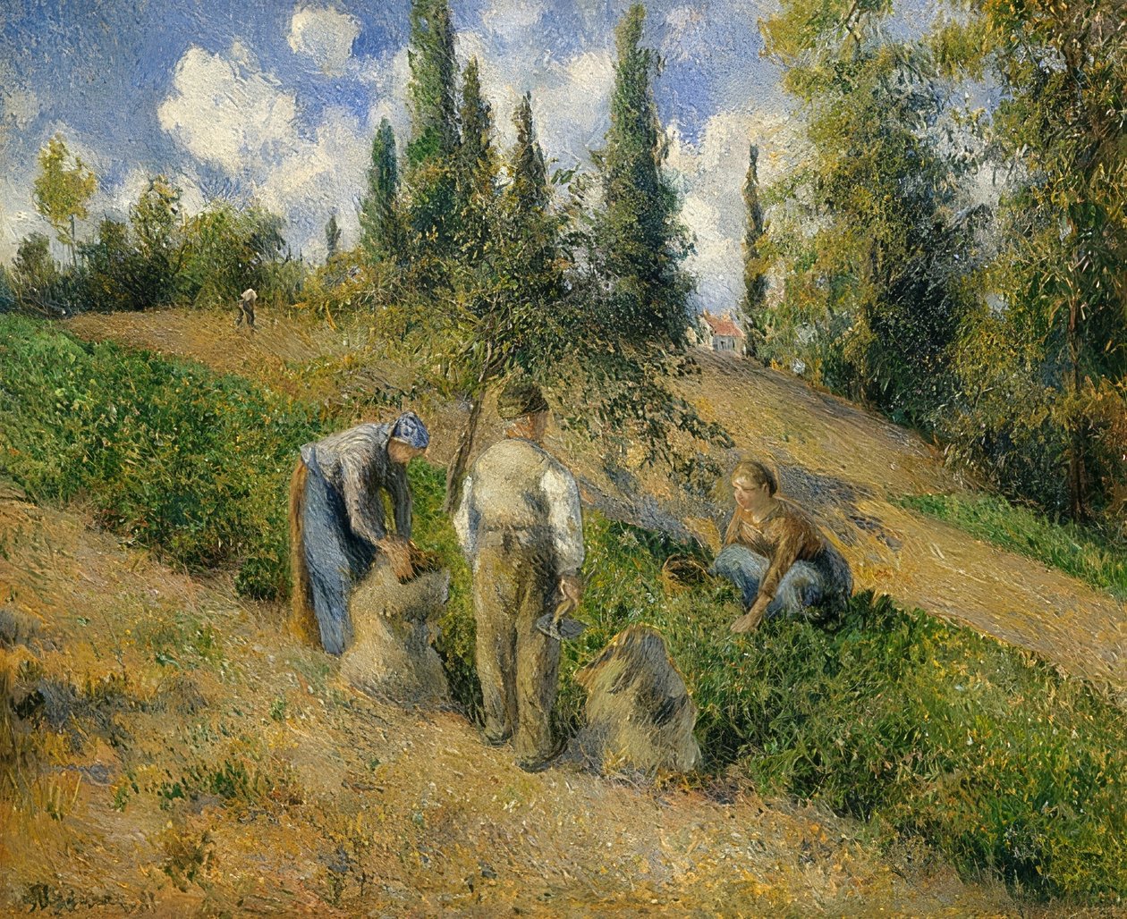 Die Ernte, Pontoise. / Sklizeň, Pontoise. 1881 od Camille Jacob Pissarro