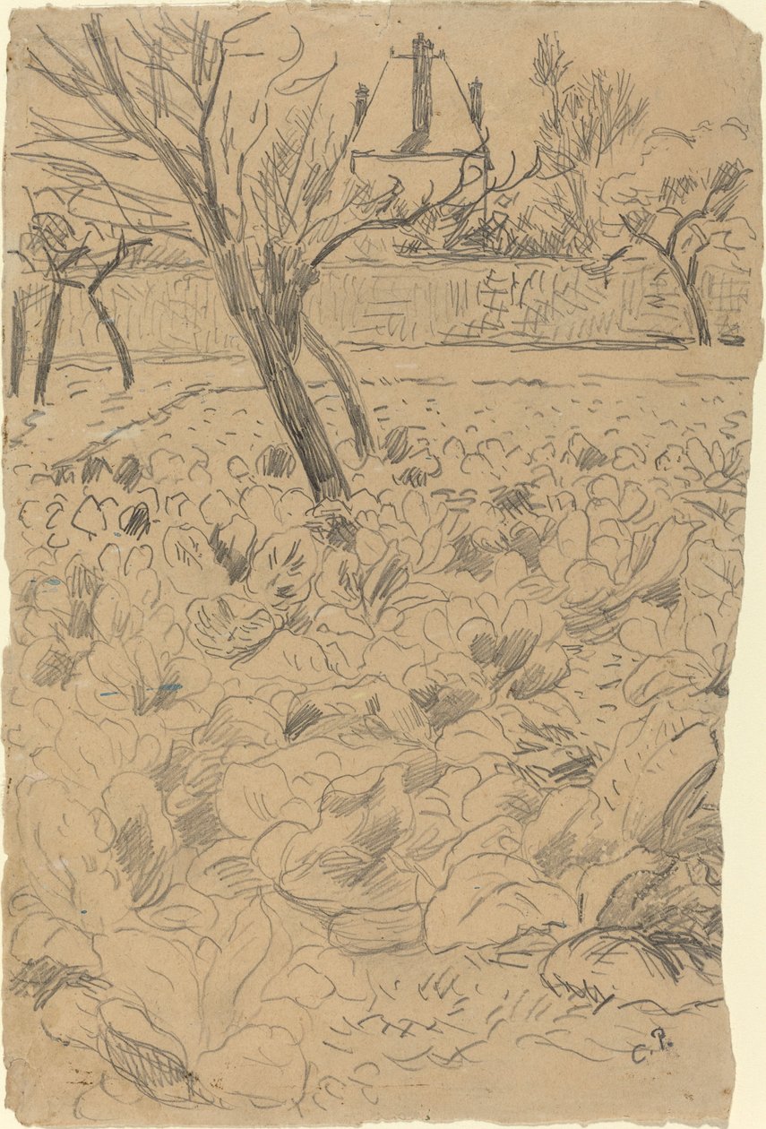 Zelné pole, c. 1880. od Camille Pissarro