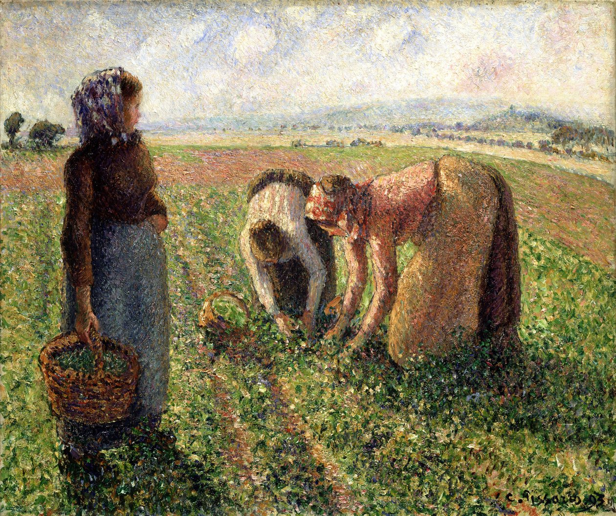 Sklizeň hrachu, Eragny, 1893. od Camille Jacob Pissarro
