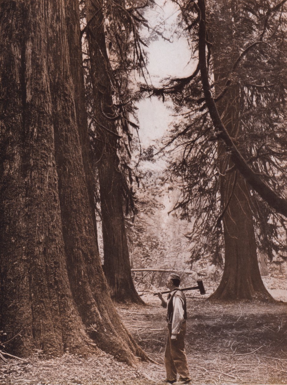 Douglaska tisolistá, Britská Kolumbie, Kanada (čb fotografie) od Canadian Photographer