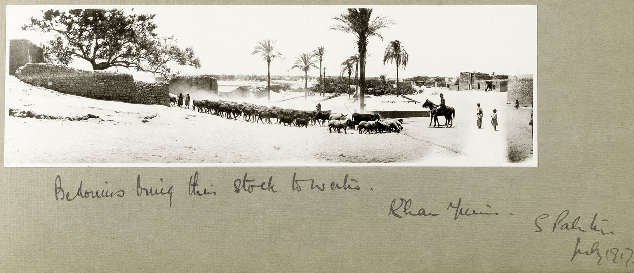 Beduíni přivádějí své zásoby do vody, Khan Yunis, Jižní Palestina, červenec 1917 od Capt. Arthur Rhodes