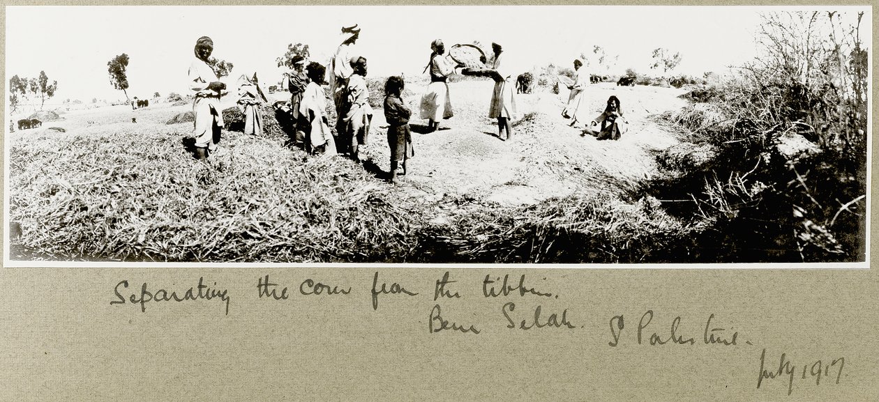 Beduíni oddělující kukuřici, Beni Saleh, červenec 1917 od Capt. Arthur Rhodes