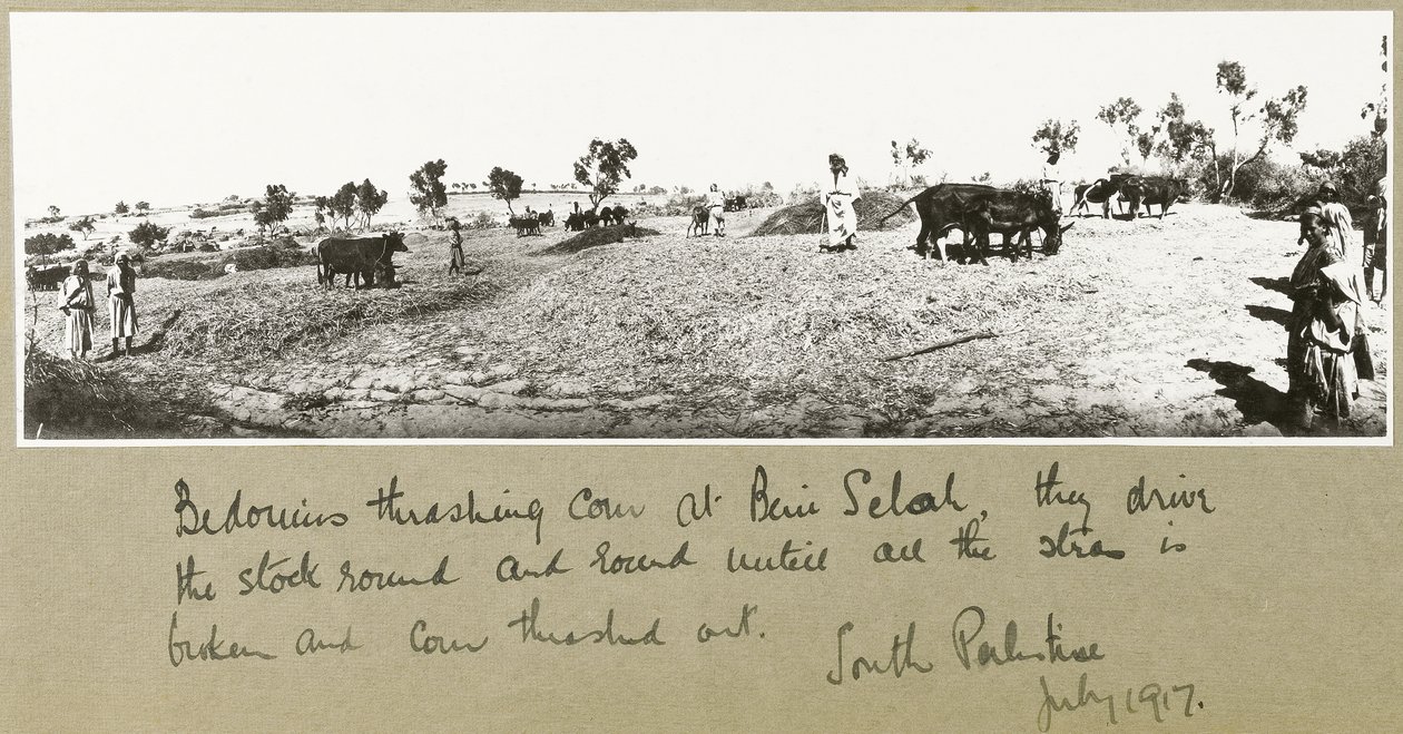 Beduíni mlátili kukuřici v Beni Saleh, červenec 1917 od Capt. Arthur Rhodes