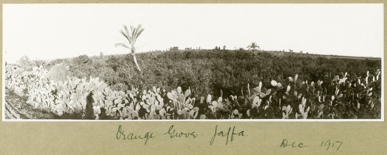 Orange Grove, Jaffa, prosinec 1917 od Capt. Arthur Rhodes