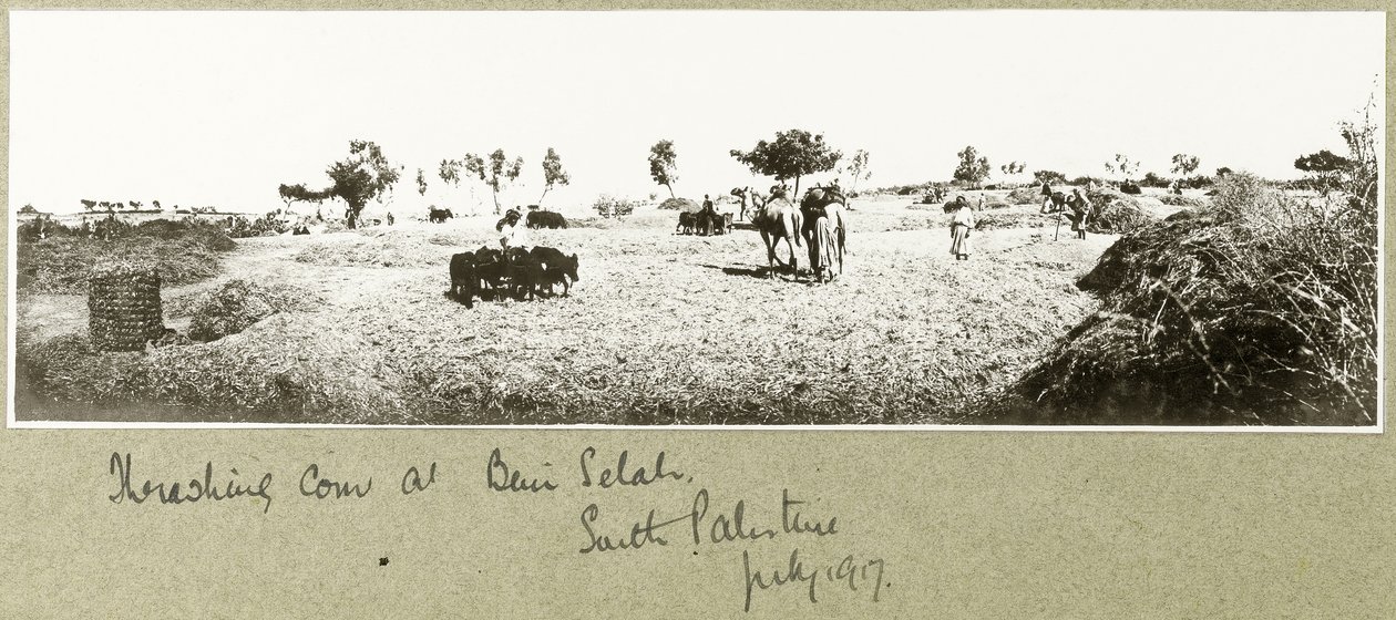 Mlácení kukuřice v Beni Selah, červenec 1917 od Capt. Arthur Rhodes