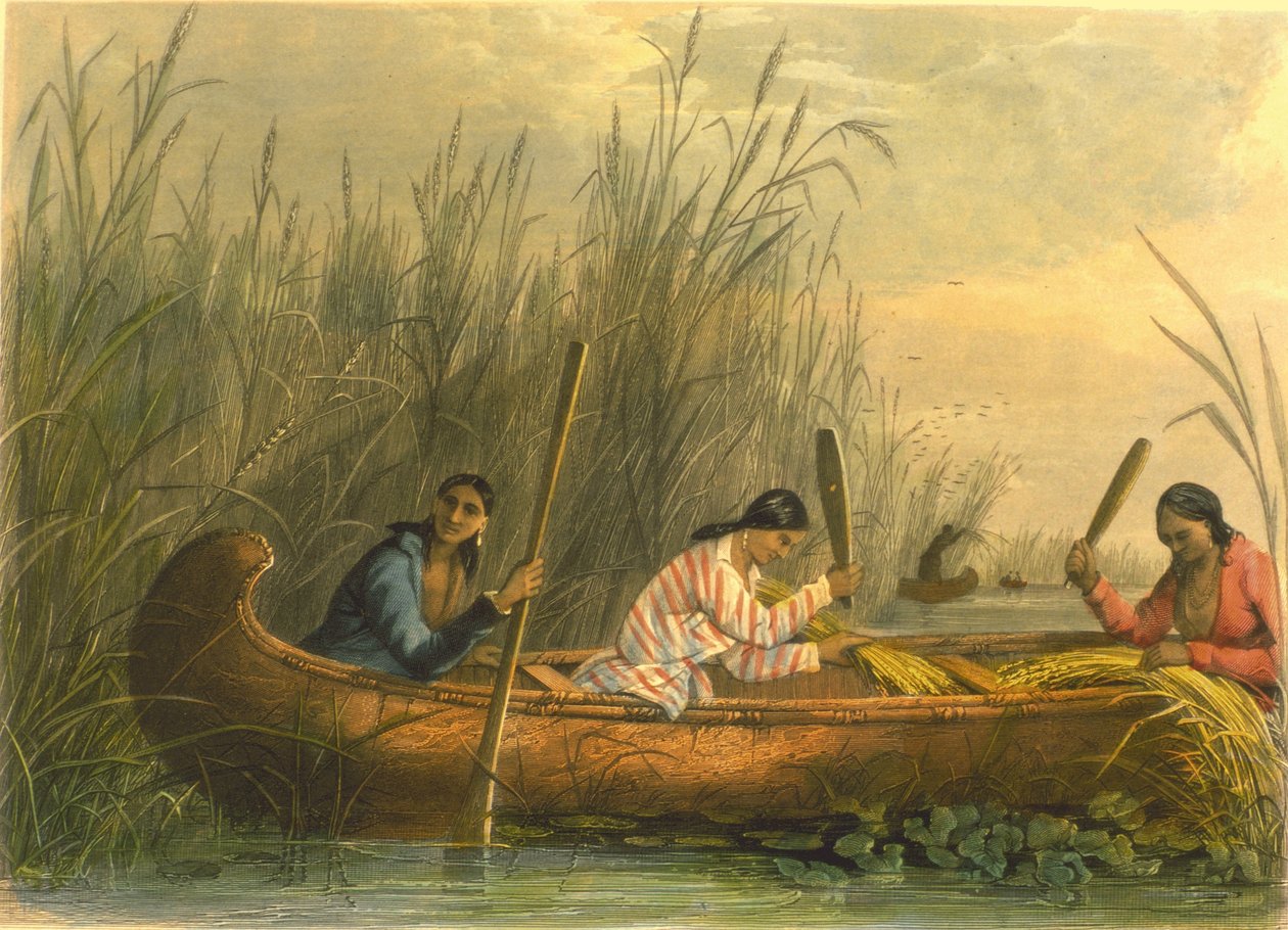 Sběr divoké rýže, 1853 od Captain Seth Eastman