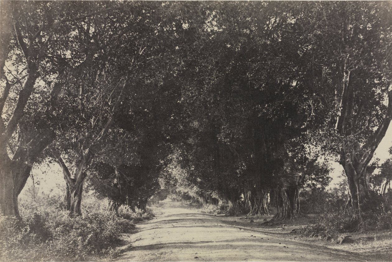 Avenue of the Banyan Trees, Sheringham, Indie od Captain Linnaeus Tripe