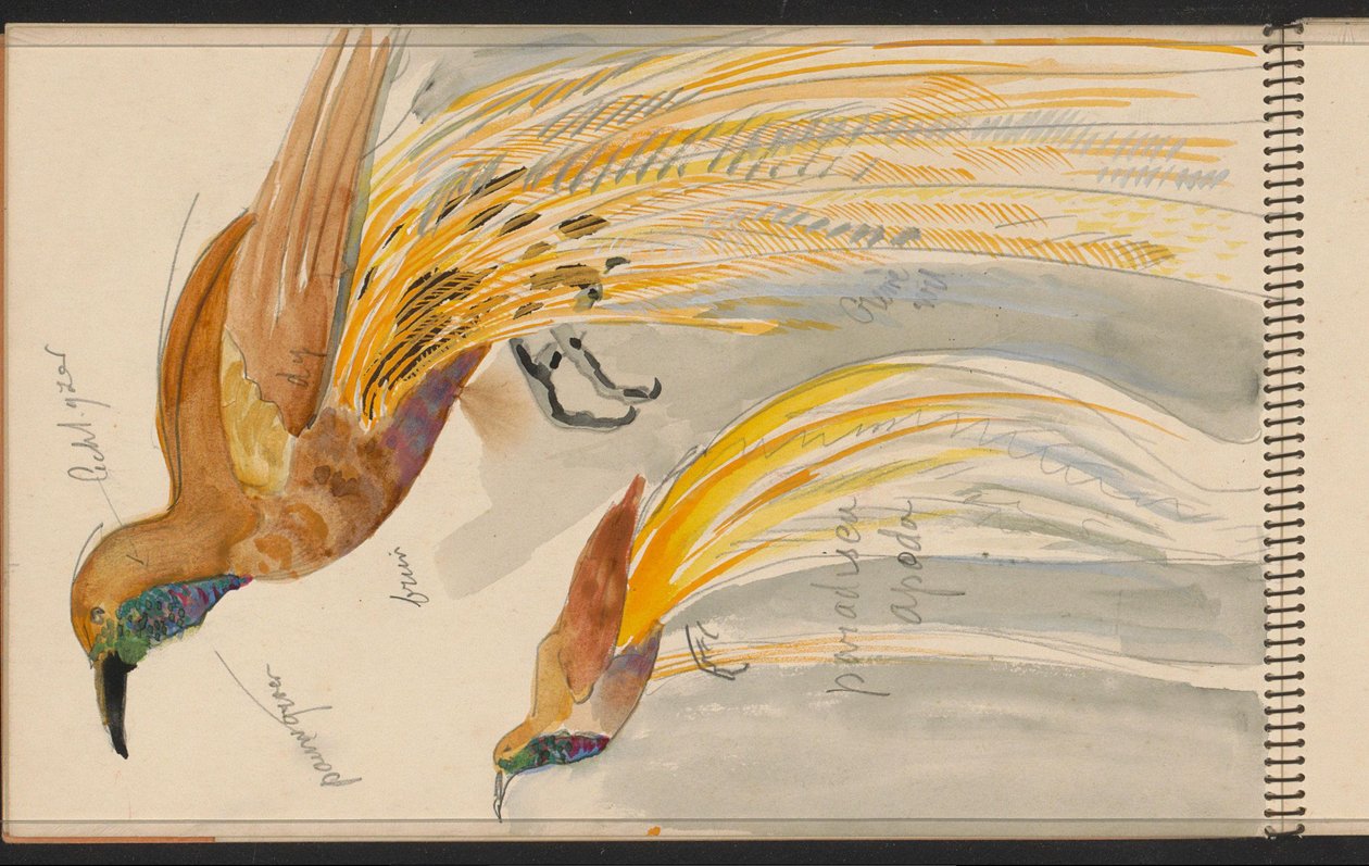 Großer Paradiesvogel od Carel Adolph Lion Cachet