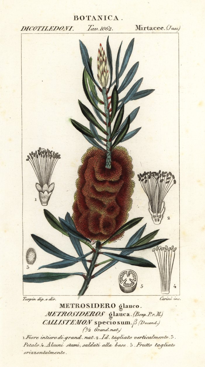 Štětec na láhev Albany, krásný Callistemon od Carini Carini