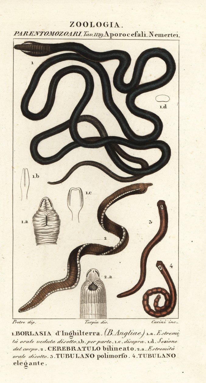 Botanický červ, Lineus longissimus 1, Borlasia angliae 1, proboscis červ, Cerebratulus bilineatus 2, Cerebratulus bilineatus 2, pásový červ, Tubulanus polimorphus 3, Tubulanus elegans 4 od Carini Carini