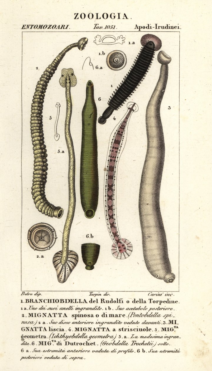 Pijavice rybí a sladkovodní: Branchiobdellida 1, Pontobdella spinosa 2, Whitmania laevis 3, Hirudo vittata 4, Piscicola geometra 5, Ichthyobdella geometra 5, Geobdella trochetii 6 od Carini Carini