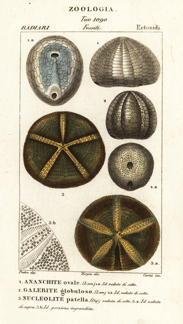 Fosílie vyhynulých ježků: Echinocorys (Ananchites) 1, Galerites globulosus 2 a Nucleolites patella 3 od Carini Carini