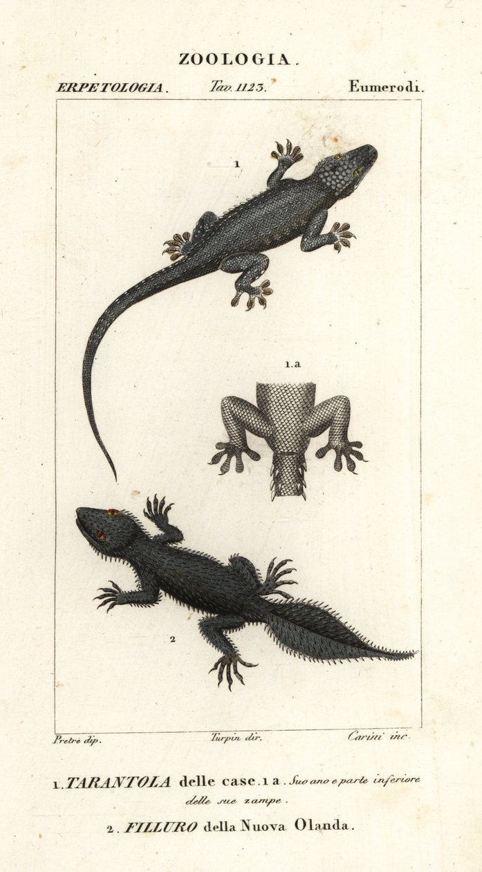 Gekon domácí, Hemidactylus frenatus 1, a gekon širokoocasý, Phyllurus platurus 2 od Carini Carini