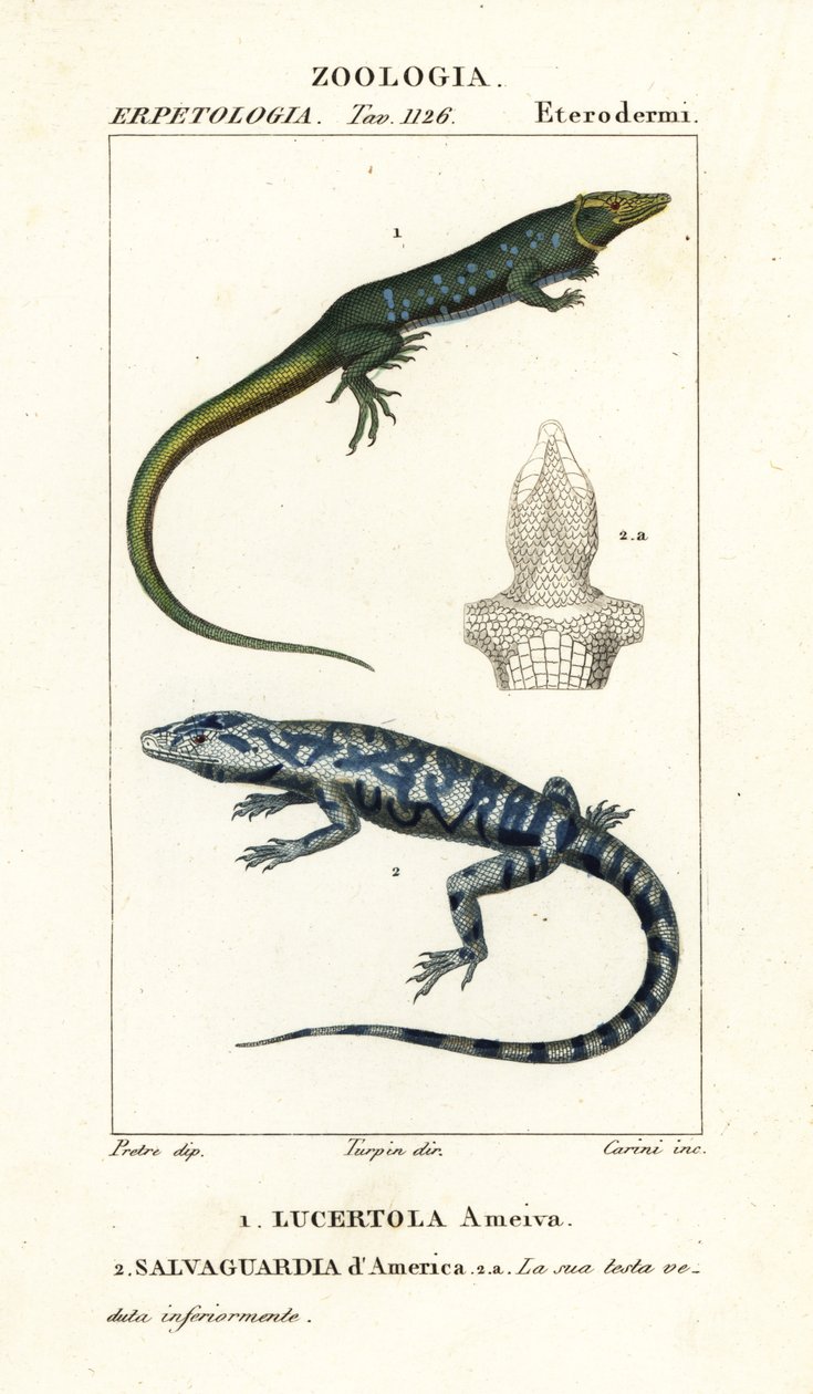 Jungle-runner, Ameiva ameiva,, Lucertola ameiva 1 a zlatý tegu, Tupinambis teguixin, Safeguard of America od Carini Carini