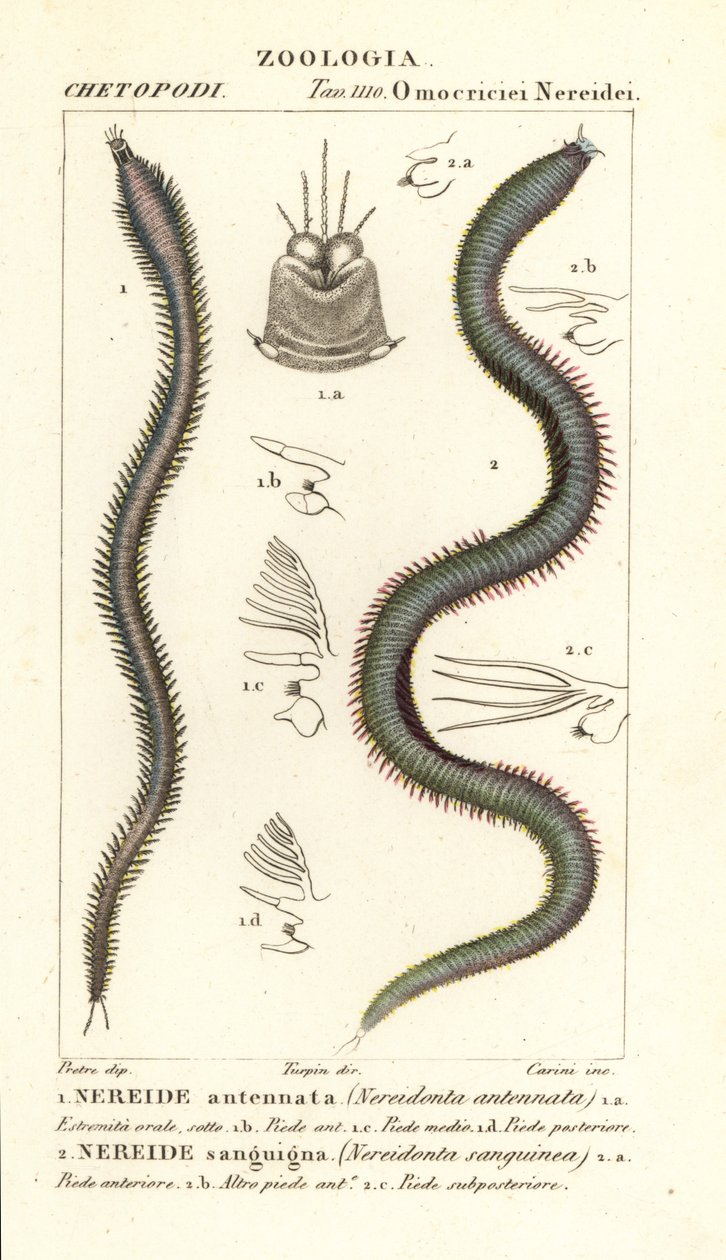 Leodice antennata, Nereidonta antennata 1 a Eunice sanguinea, Nereidonta sanguinea 2 od Carini Carini