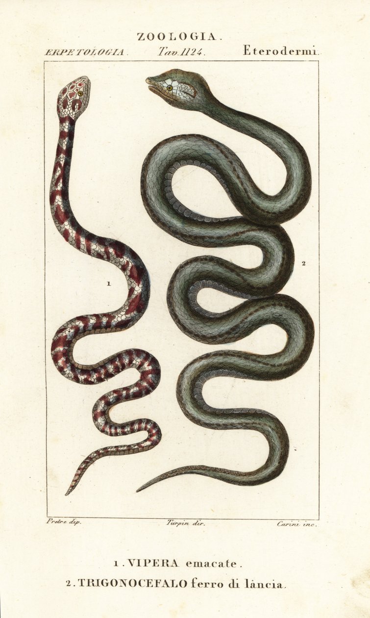Kobra kruhokrká, Hemachatus haemachatus 1 a kopiník Martinik, Bothrops lanceolatus 2 od Carini Carini